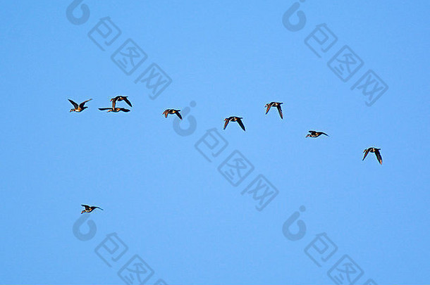 木鸭子飞行中央印第安纳州池塘迁移路线