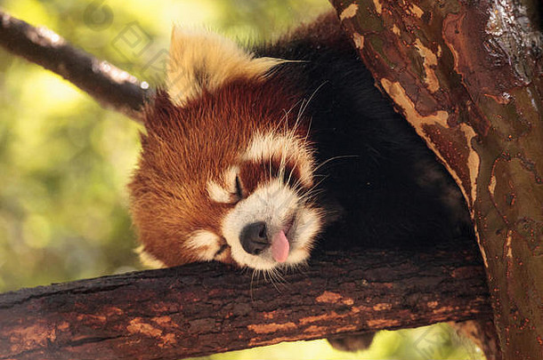 红色的熊猫ailurus富尔根forages竹子树发现喜马拉雅山脉西南中国