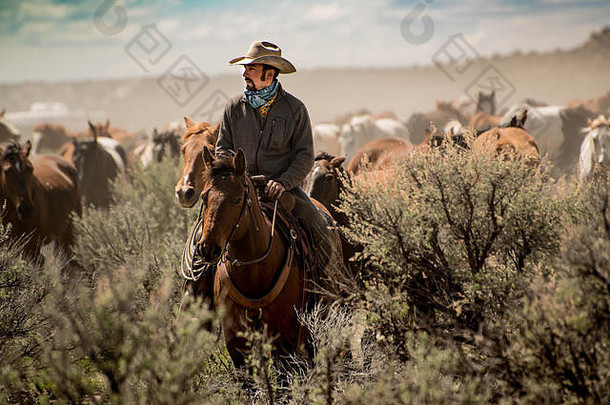 牛仔牧人白色他领先的马群艾草草原尘土飞扬的小道开车摘要