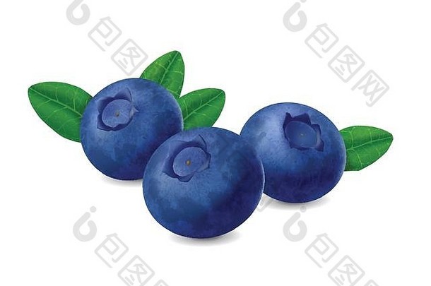 蓝莓孤立的白色背景现实的插图