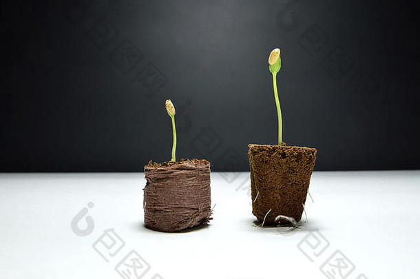 幼苗瓜种植海绵一块泥炭发芽明显的根使增长灯室内文化
