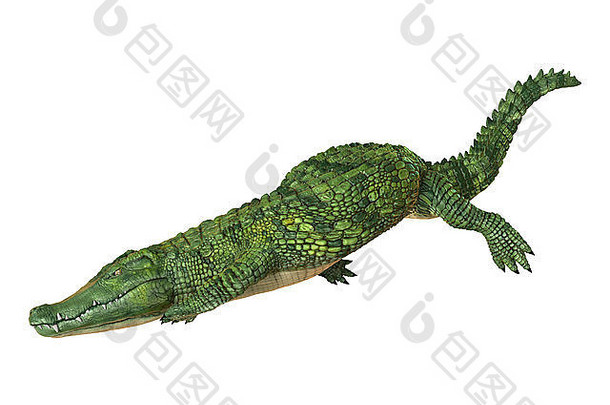 数字渲染绿色鳄鱼潜水孤立的白色背景