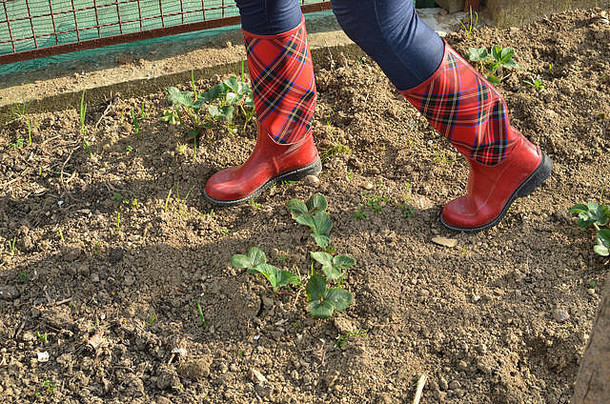 女人的腿红色的橡胶靴子皇家斯图尔特格子呢模式花园土壤