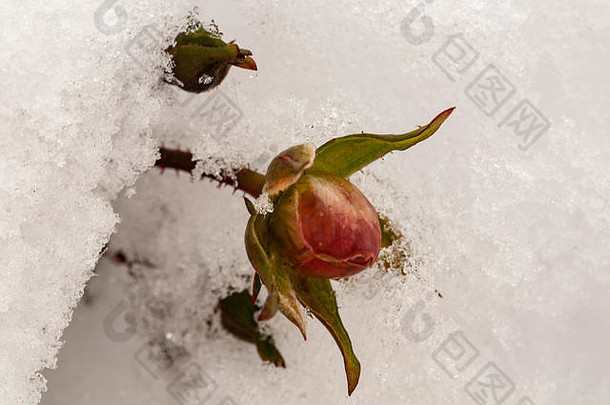 粉红色的<strong>玫瑰</strong>绿色布什花园斯洛文尼亚