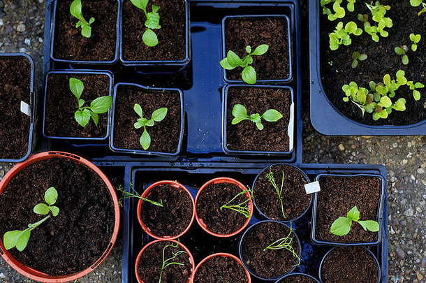 种子日益增长的集团锅分组发芽种子未来现代花园