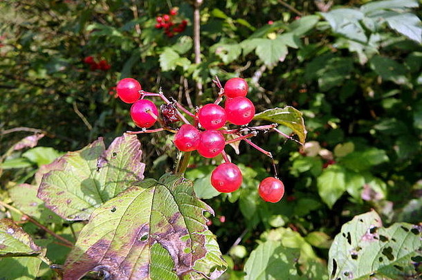 荚莲属的植物浆果束红色的荚莲属的植物浆果分支