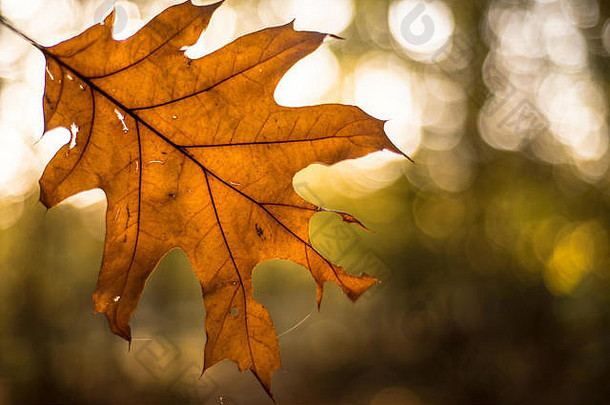 苏奈特金秋天的叶子风景优美的林地景观牛津大学