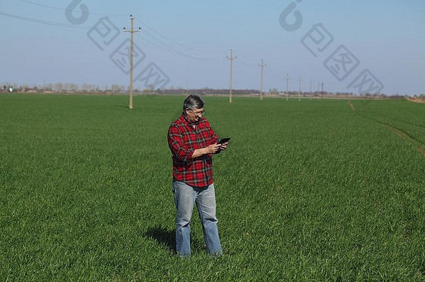 农民农学家检查质量小麦场平板电脑早期春天