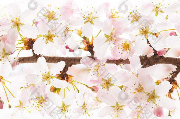 樱桃开花谢菲尔德的植物花园标记开始春天