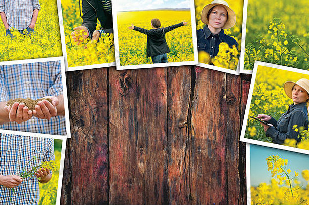 油菜籽场农民照片拼贴画木背景复制空间