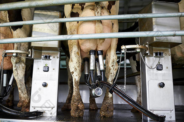 牛挤奶机旋转客厅农场