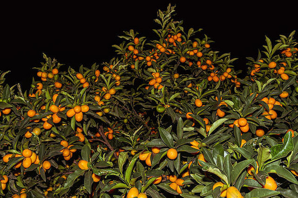 金橘积水澳大利亚英语柑橘类粳稻集团小坐果树开花植物家庭芸香料