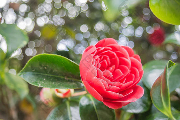 特写镜头视图美丽的温柔的粉红色的山茶花粳稻日本山茶花花花园柔和背景
