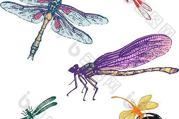 蜻蜓草图集设计