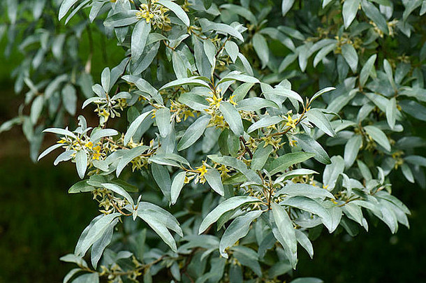 灰色树叶elaeagnusAngustifolia水银开花花园灌木