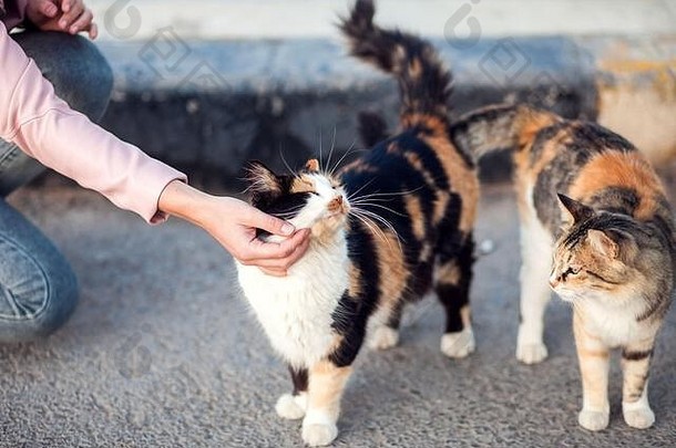 女人抚摸无家可归的人可爱的猫街动物保护采用概念
