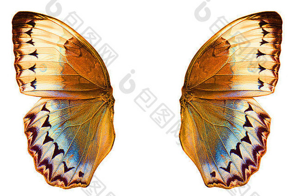 美丽的柬埔寨junglequeen蝴蝶stichophthalmahowqua过程颜色孤立的白色