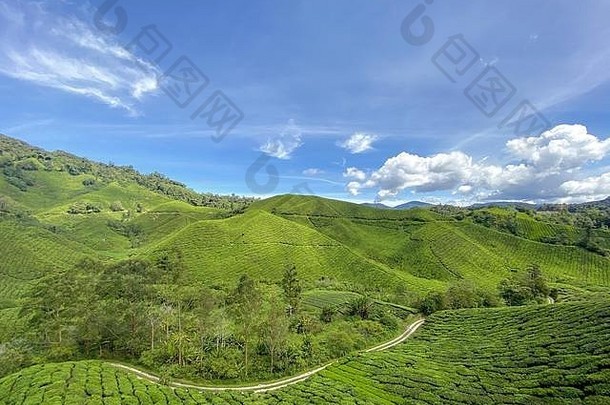 绿色植物茶农场卡梅隆高地<strong>马</strong>来西亚