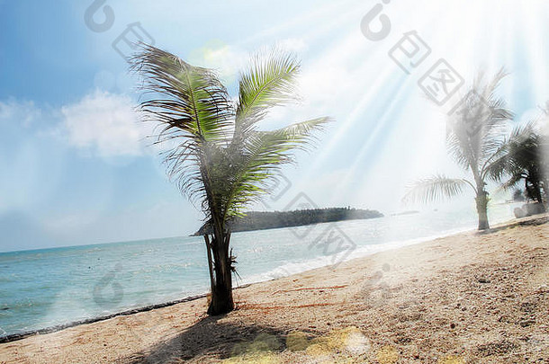 海景图像海滩棕榈树阳光明媚的天空