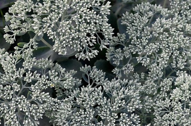 很多盛开的海洛特勒菲姆电话白色花绿色叶子茎花序花园花