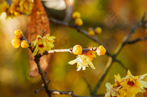 令人印象深刻的黄色的腊梅花特写镜头秋天颜色花园