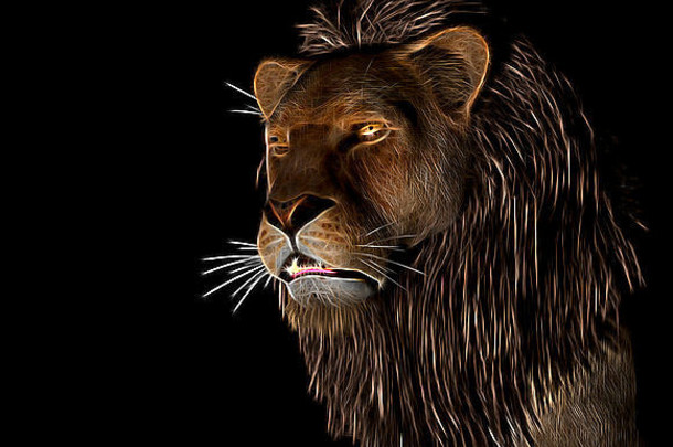 愤怒的狮子插图黑色的背景