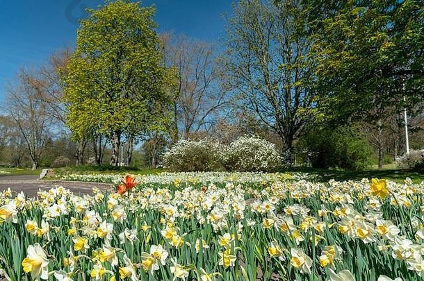 美丽的春天花圃白色黄色的daffoldils