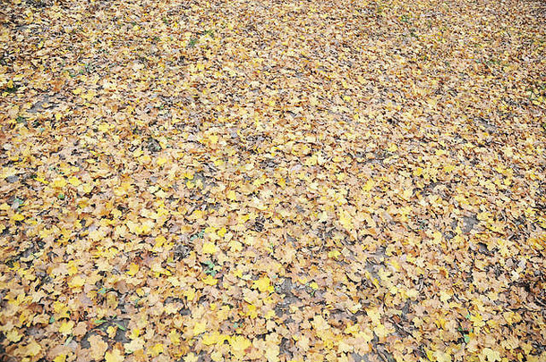 黄色的叶子地面纹理乔治亚州