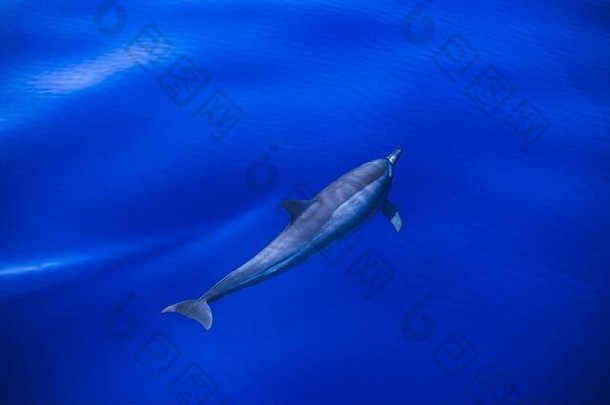 海豚游泳明亮的蓝色的清晰的水热带海美丽的天气海旅行