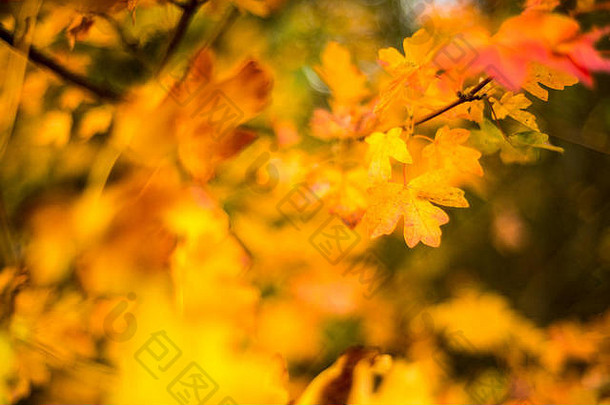 明亮的秋天的场枫木树叶子受欢迎的林地景观牛津大学