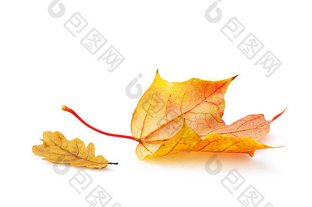下降秋天枫木橡木叶子温暖的橙色系音调孤立的白色背景