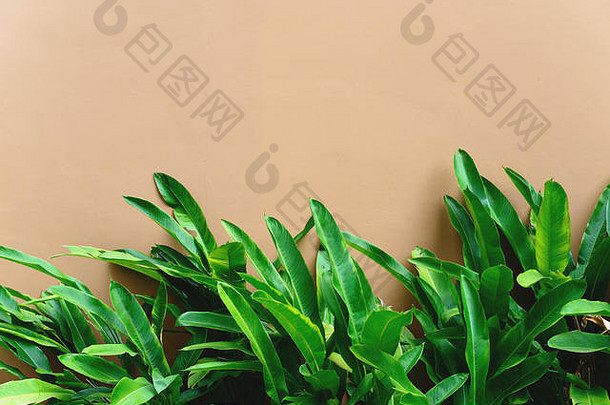 热带绿色叶子米色棕色（的）画混凝土墙免费的复制空间