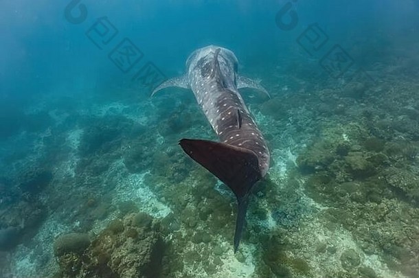 成人大小的杜瓦犀牛typus游泳优雅的关闭底礁
