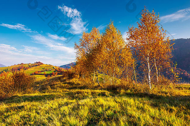 黄色的桦木树山日出美丽的农村风景秋天农村字段山距离可爱的蓝色的