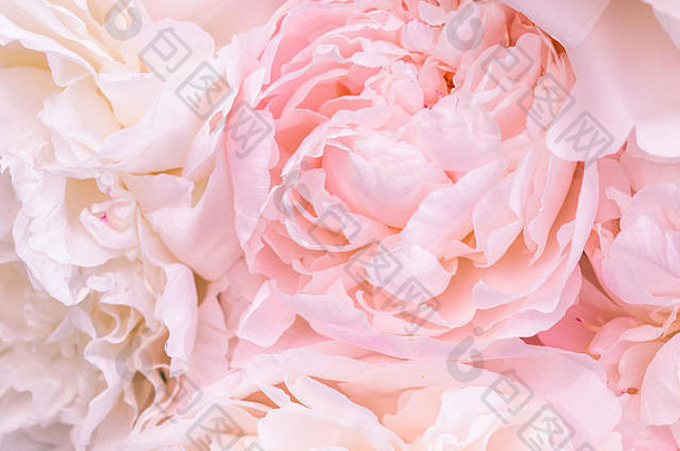 无重点模糊玫瑰花瓣摘要浪漫背景柔和的软花卡