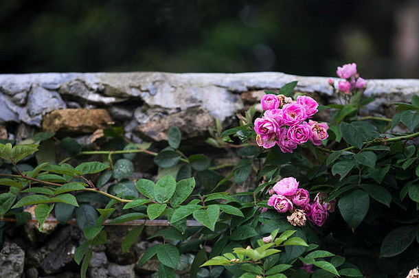 盛开的粉红色的蔷薇属回来花攀爬竹子栅栏老挝蔡省越南南