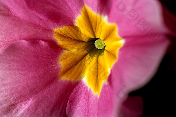 报春花关闭粉红色的花瓣黄色的喉咙关闭报春花粉红色的花瓣黄色的喉咙