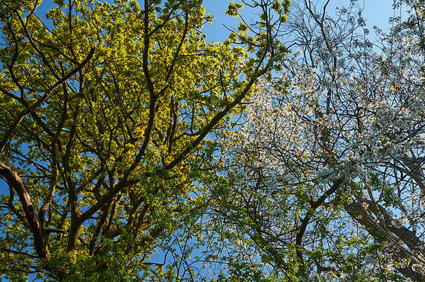 纯蓝色的天空开花填满树分支机构春天肯特农村肯特英格兰曼联王国欧洲