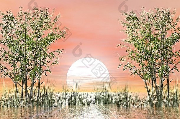 竹子草水美丽的日落渲染