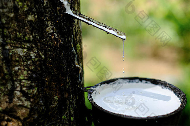 新鲜的乳白色的乳胶流塑料碗为橡胶树橡胶树巴西