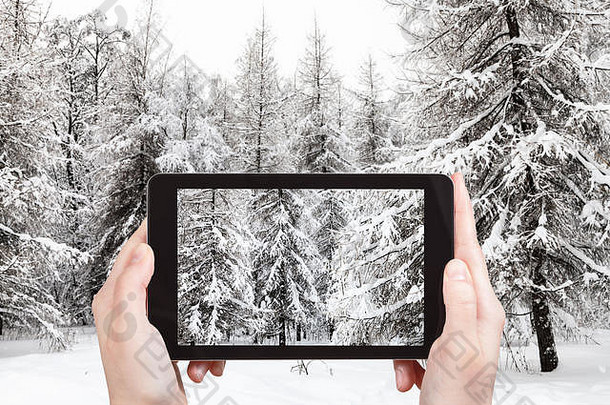 旅行概念旅游照片雪冷杉落叶松树冬天森林智能手机莫斯科俄罗斯
