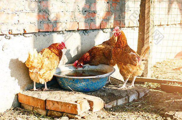 公鸡母鸡传统的家禽农场农业