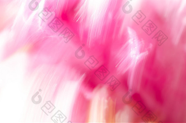 粉红色的自然模糊背景牡丹花