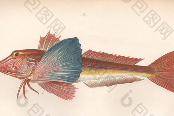 tubfish蓝宝石的鲂鱼triglahirundo特里格尔燕子沙发上