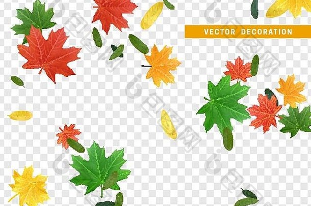 色彩斑斓的秋天树叶秋天叶子枫木树下降效果透明的背景