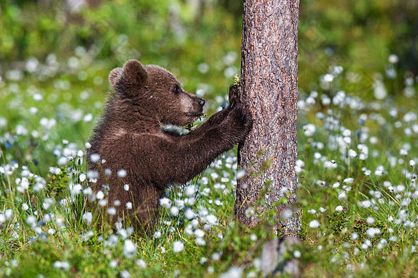 祈祷棕色（的）<strong>熊</strong>幼崽夏天森林白色花科学<strong>熊</strong>属arctos自然绿色背景自然栖息地