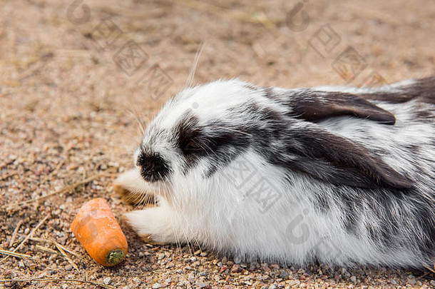 可爱的白色复活节兔子吃胡萝卜