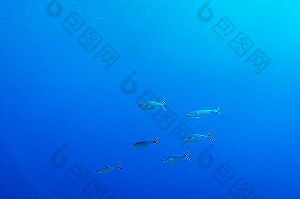 鱼蓝色的水做吧岛联邦州密克罗尼西亚