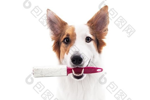 狗持有线头辊动物头发剂口孤立的前面白色
