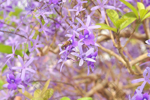 紫色的女王花